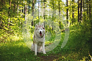 Portrait of happy dog breed siberian husky sitting in the green mysterious forest at sunset