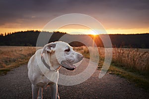 Portrait of happy dog on country road between fields at sunset