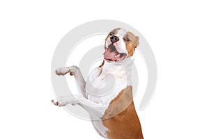 Portrait of a happy dog isolated on white background