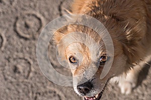 Portrait of happy faced gold furred dog without pedigree posing to the camera