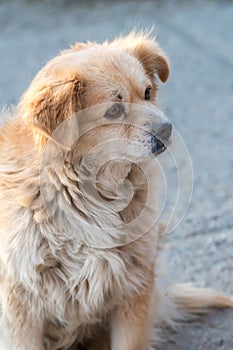 Portrait of happy faced gold furred dog without pedigree posing to the camera