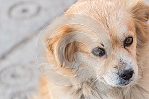 Portrait of happy faced gold furred dog without pedigree posing to the camera