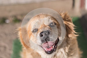 Portrait of happy faced gold furred dog without pedigree posing to the camera