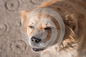 Portrait of happy faced gold furred dog without pedigree posing to the camera