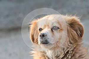 Portrait of happy faced gold furred dog without pedigree posing to the camera