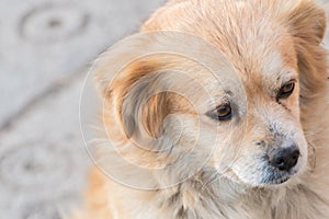 Portrait of happy faced gold furred dog without pedigree posing to the camera