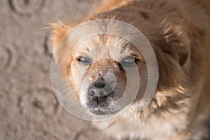 Portrait of happy faced gold furred dog without pedigree posing to the camera