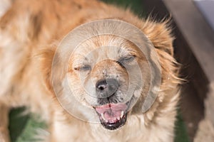 Portrait of happy faced gold furred dog without pedigree posing to the camera