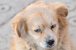 Portrait of happy faced gold furred dog without pedigree posing to the camera photo