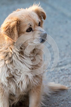 Portrait of happy faced gold furred dog without pedigree posing to the camera