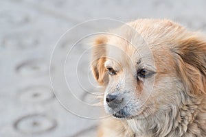 Portrait of happy faced gold furred dog without pedigree posing to the camera