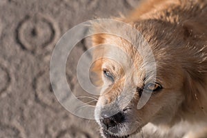 Portrait of happy faced gold furred dog without pedigree posing to the camera