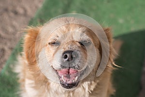 Portrait of happy faced gold furred dog without pedigree posing to the camera