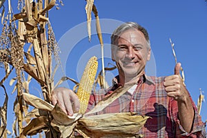 Portrait of Happy Farmer with Ripe Corncob and Thumbs Up on Corn Field