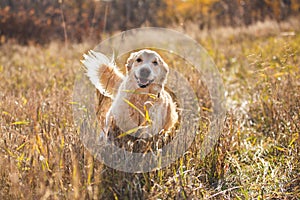 Portrait of happy and funny dog breed golden retriever running in the rye field in autumn