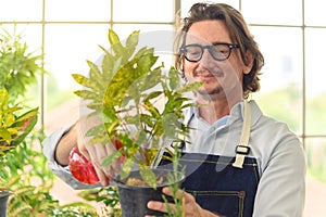 Portrait of happy gardener senior man wearing glasses taking care of small tree in plant pot as a hobby of home gardening at home