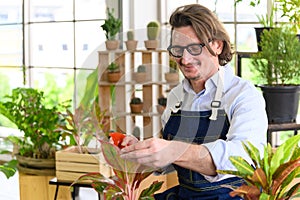 Portrait of happy gardener senior man wearing glasses taking care of small tree in plant pot as a hobby of home gardening at home