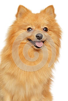 Portrait of a happy German Spitz