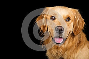 Portrait Happy Golden Retriever Dog Over Black photo