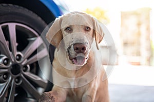 Portrait of happy labrador dog