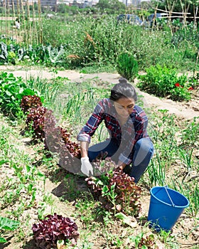 Portrait of an happy latino woman with ripe lettuce in his garden