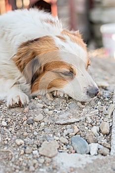 Portrait of a happy looking dog with white furr and brown spot in eye and ear area posing to the camera