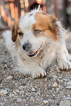 Portrait of a happy looking dog with white furr and brown spot in eye and ear area posing to the camera