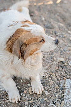 Portrait of a happy looking dog with white furr and brown spot in eye and ear area posing to the camera