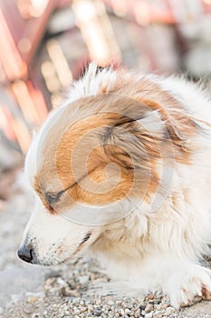 Portrait of a happy looking dog with white furr and brown spot in eye and ear area posing to the camera