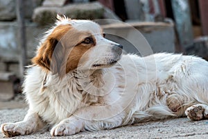 Portrait of a happy looking dog with white furr and brown spot in eye and ear area posing to the camera