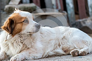 Portrait of a happy looking dog with white furr and brown spot in eye and ear area posing to the camera