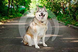 Portrait of a happy malamute dog sitting on the road in a park. Walk dog concept