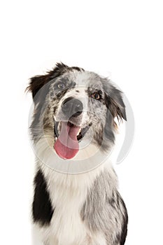 Portrait Happy merle border collie dog isolated on white background