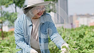 Portrait of a happy old age woman and retirement and gardening and growing plants in a garden center near the city. Outdoor hobby