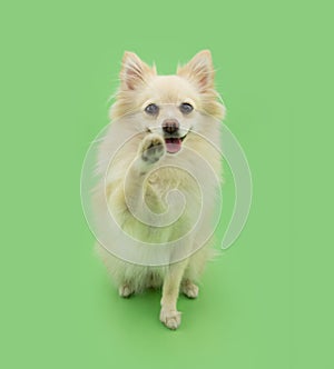 Portrait happy pomeranian puppy dog high five and greeting, Isolated on green pastel background