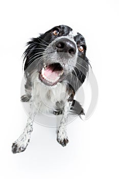 Portrait happy puppy dog isolated on white background. obedience concept