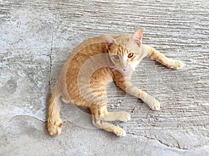 Portrait of happy red cat. Home cat in relax activity. Pet, Animal - Smartphone snapshot