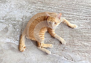 Portrait of happy red cat. Home cat in relax activity. Pet - Smartphone snapshot