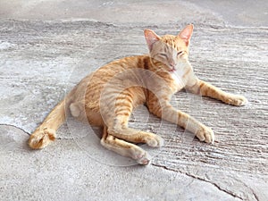 Portrait of happy red cat. Home cat in relax activity. Pet - Smartphone snapshot
