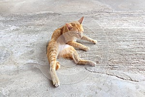 Portrait of happy red cat. Home cat in relax activity. Pet - Smartphone snapshot