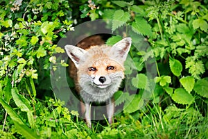 Portrait of a happy red fox in a meadow