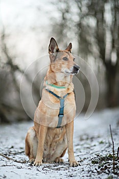 Portrait of happy red haired mongrel dog walking on winter field