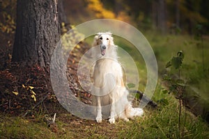 Adorable russian borzoi dog sitting in the bright fall forest. Image of beautiful dog breed russian wolfhound in autumn