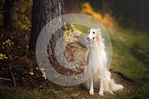 Adorable russian borzoi dog sitting in the bright fall forest. Image of beautiful dog breed russian wolfhound in autumn