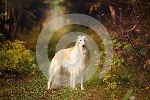 Adorable russian borzoi dog standing in the bright fall forest. Beautiful dog breed russian wolfhound in autumn