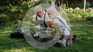 Portrait Of Happy Senior Couple Gardening Together In Backyard, Replanting Flowers