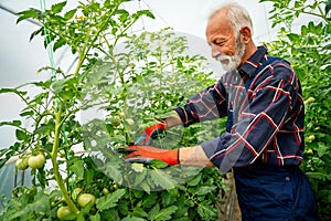 Portrait of happy senior man gardener working in organic vegetable greenhouse garden.