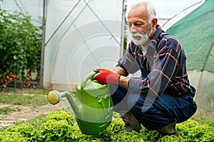Portrait of happy senior man gardener working in organic vegetable greenhouse garden.