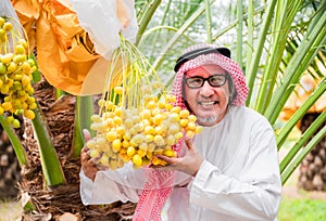 Portrait of happy senior Muslim man farmer owner standing holding and showing fresh yellow dates palm bunch from it tree with