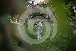 Portrait of happy senior woman florist carrying basket with planted lavender outdoors in garden.